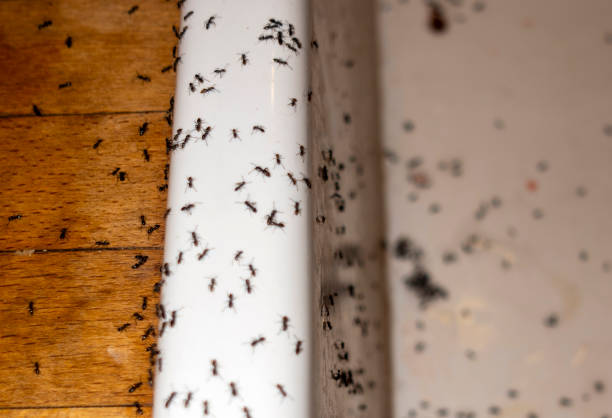 Best Flea Control Services  in , NC